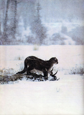 Коллектив авторов - Дикие кошки