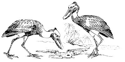 Джон Дэвис - Операция "Носорог"