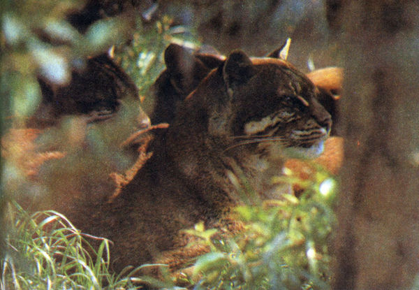 Коллектив авторов - Дикие кошки