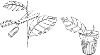 Наталья Логачева, Наталья Шешко - Энциклопедия комнатных растений