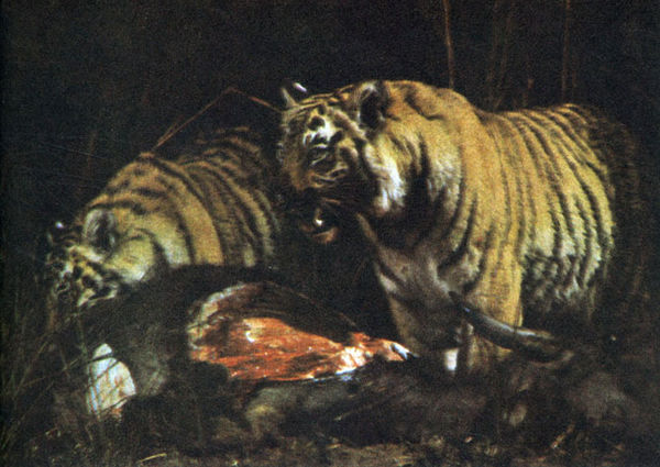 Коллектив авторов - Дикие кошки