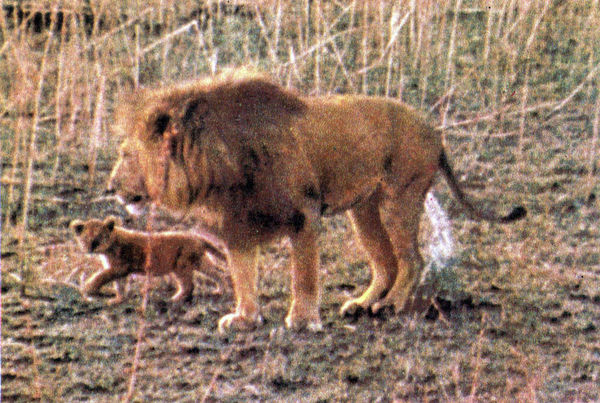 Коллектив авторов - Дикие кошки