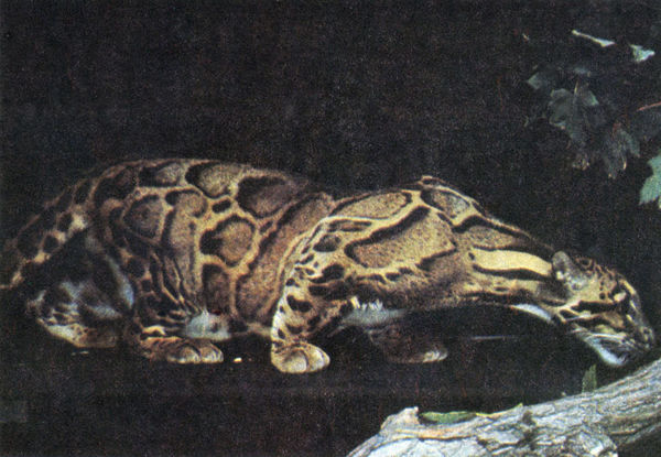 Коллектив авторов - Дикие кошки