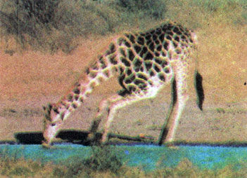 Коллектив авторов - Дикие кошки