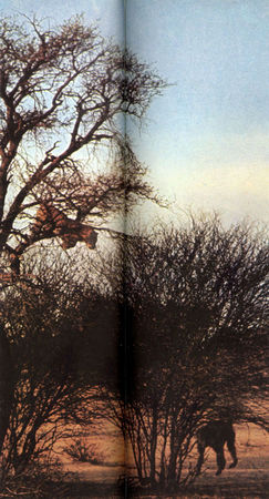 Коллектив авторов - Дикие кошки