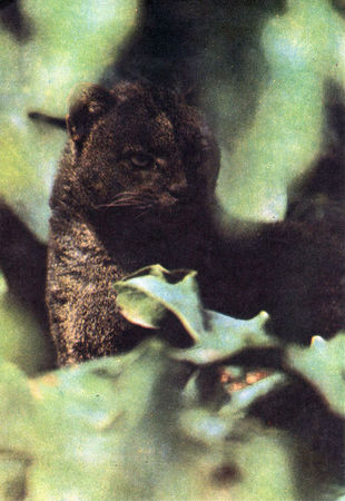 Коллектив авторов - Дикие кошки