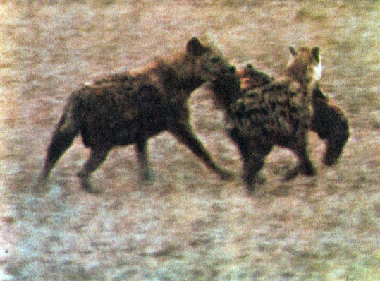 Коллектив авторов - Дикие кошки