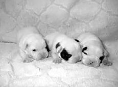 Марина Куропаткина - Французский бульдог