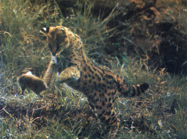 Коллектив авторов - Дикие кошки