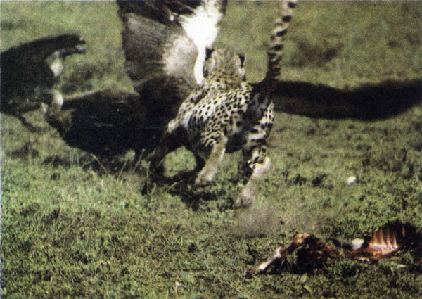 Коллектив авторов - Дикие кошки