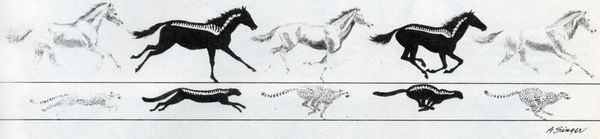 Дикие кошки