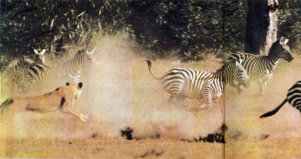 Коллектив авторов - Дикие кошки