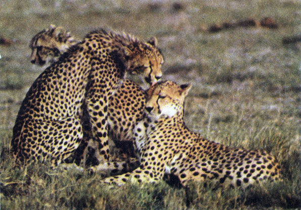 Коллектив авторов - Дикие кошки