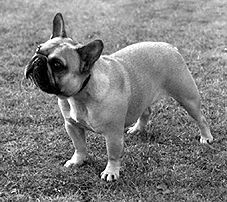 Марина Куропаткина - Французский бульдог