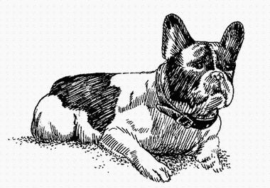 Марина Куропаткина - Французский бульдог