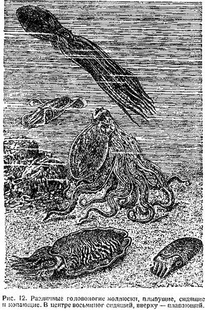 В. Богоров - Подводный мир