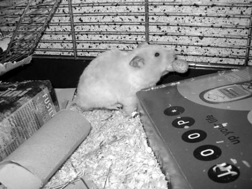 Дарья Нестерова - Хомячки