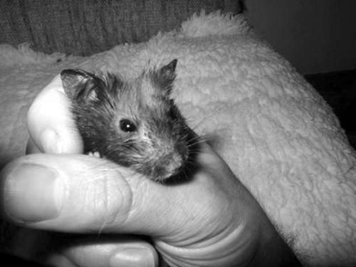 Дарья Нестерова - Хомячки