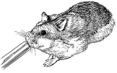 Дарья Нестерова - Хомячки