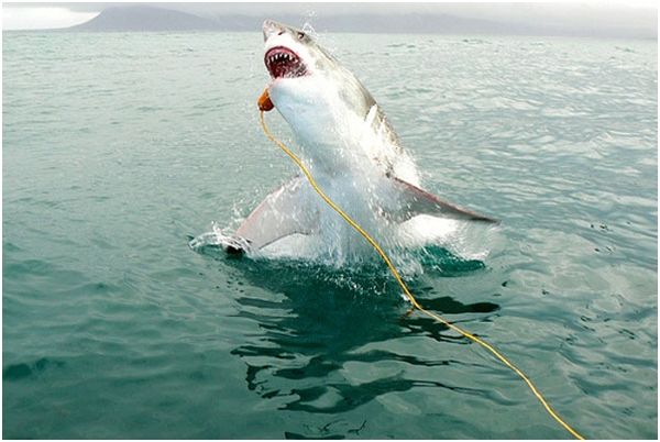 Владимир Коркош - Этот загадочный подводный мир