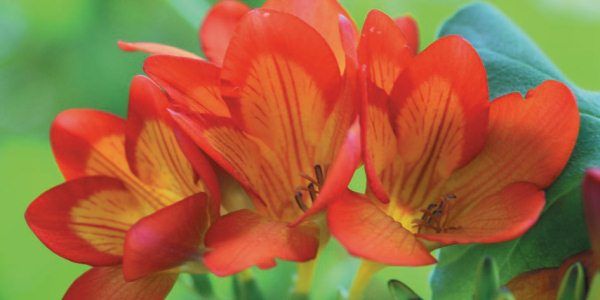 Лариса Петровская - Луковичные цветы: выбираем, выращиваем, наслаждаемся