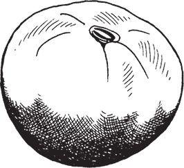 Сергей Кашин - Защита от болезней и вредителей сада и огорода. Эффективная...