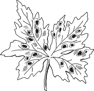 Сергей Кашин - Защита от болезней и вредителей сада и огорода. Эффективная...