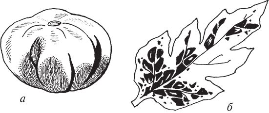 Сергей Кашин - Защита от болезней и вредителей сада и огорода. Эффективная...