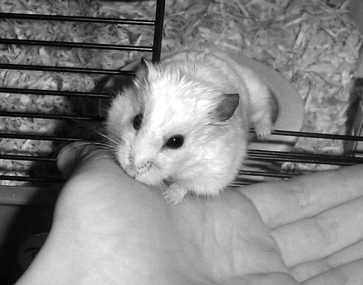 Дарья Нестерова - Хомячки