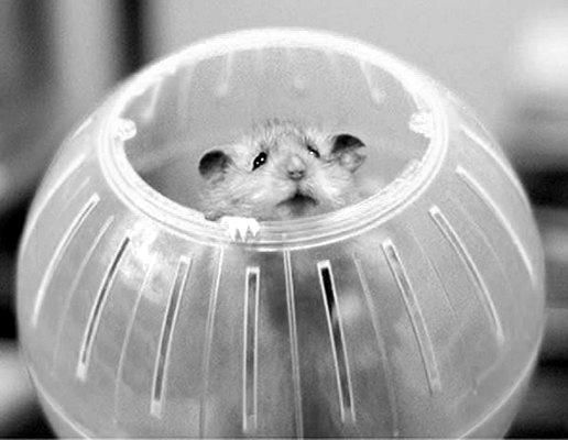 Дарья Нестерова - Хомячки