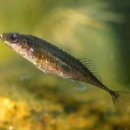 Владимир Коркош - Этот загадочный подводный мир