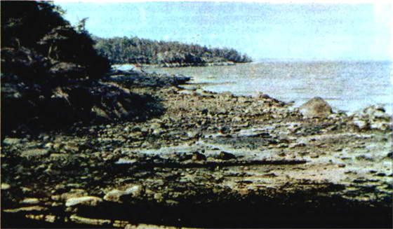 Донат Наумов - Мир океана. Море живет