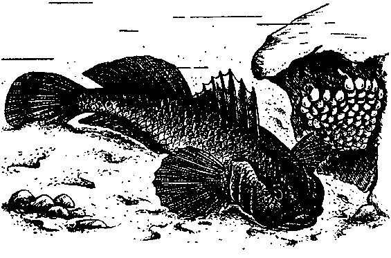 Владимир Коркош - Этот загадочный подводный мир