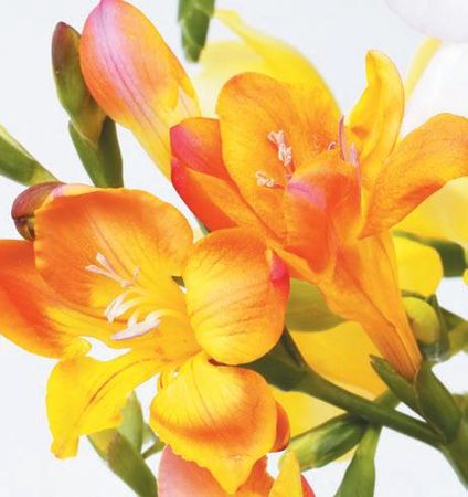 Лариса Петровская - Луковичные цветы: выбираем, выращиваем, наслаждаемся