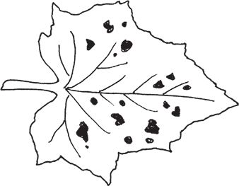 Сергей Кашин - Защита от болезней и вредителей сада и огорода. Эффективная...