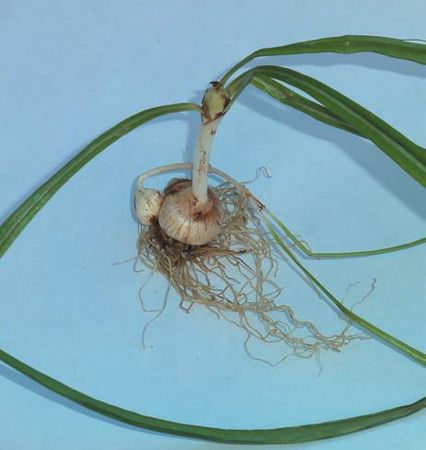 Лариса Петровская - Луковичные цветы: выбираем, выращиваем, наслаждаемся