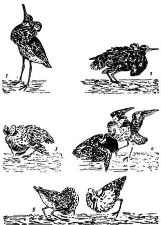 Рени Шовен - От пчелы до гориллы