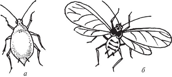 Сергей Кашин - Защита от болезней и вредителей сада и огорода. Эффективная...