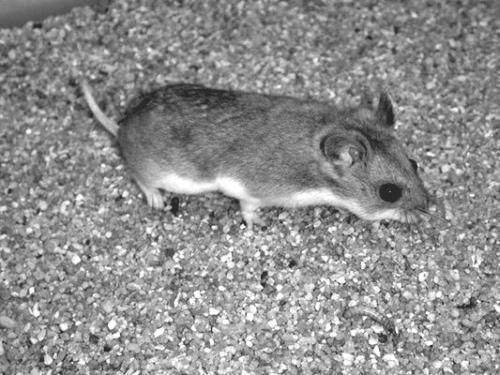 Дарья Нестерова - Хомячки