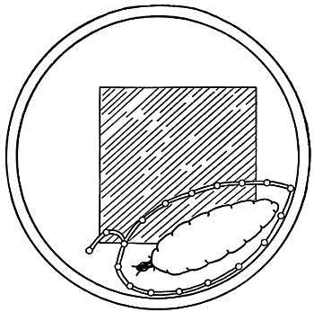 Рени Шовен - От пчелы до гориллы