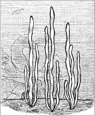 С. Каплун - Физика