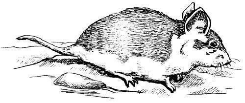 Дарья Нестерова - Хомячки