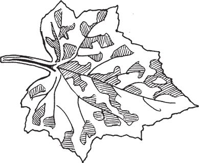 Сергей Кашин - Защита от болезней и вредителей сада и огорода. Эффективная...