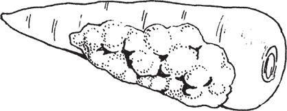 Сергей Кашин - Защита от болезней и вредителей сада и огорода. Эффективная...