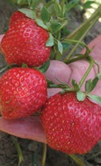 Владимир Щекин - Земляника на вашем участке