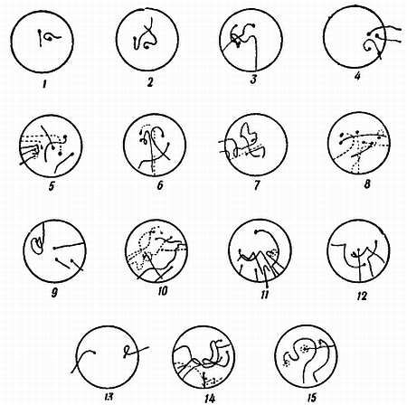 Рени Шовен - От пчелы до гориллы