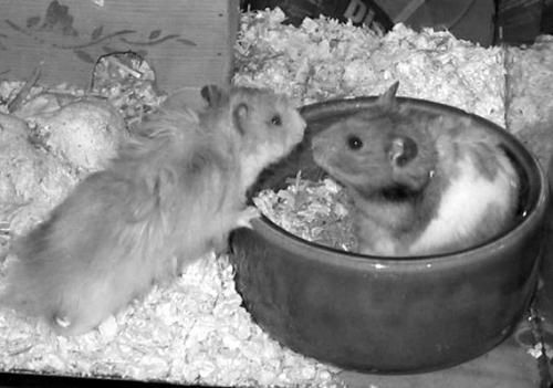 Дарья Нестерова - Хомячки