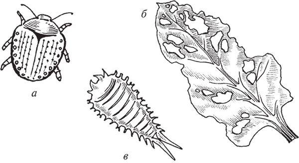 Сергей Кашин - Защита от болезней и вредителей сада и огорода. Эффективная...