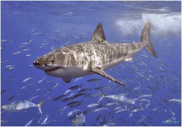 Владимир Коркош - Этот загадочный подводный мир