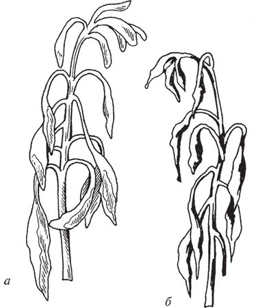 Сергей Кашин - Защита от болезней и вредителей сада и огорода. Эффективная...